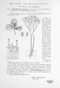 Peronospora trifoliorum image